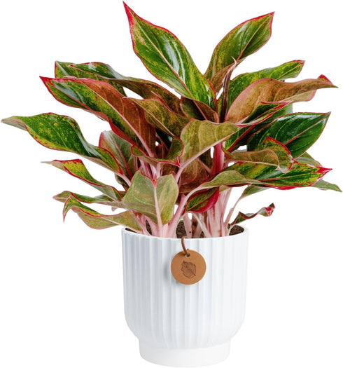 Costa Farms Chinese Evergreen, Easy to Grow Live Indoor Plant Aglaonema, Potted