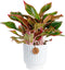 Costa Farms Chinese Evergreen, Easy to Grow Live Indoor Plant Aglaonema, Potted