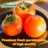 WJDDMGO Persimmons, 14.11oz Persimmon Whole Dried Soft and Chewy Fruit, No Sugar Added Dehydrated Unsweetened