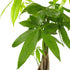 6-Inch American Plant Exchange Live Money Tree Bonsai Pot Cover Braided Trunk Houseplant with Lush Green Leaves, Easy