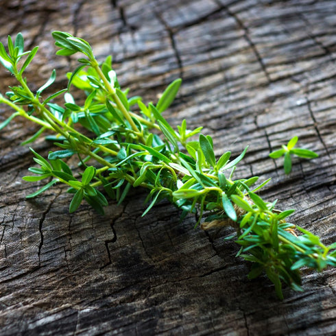 (0.8 Olive & Vine Dried Savory, Traditional Herb for Meat, Vegetables, Legumes, Satureja for Cooking Ounce)