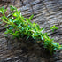 (3.2 Olive & Vine Dried Savory, Traditional Herb for Meat, Vegetables, Legumes, Satureja for Cooking Ounce)