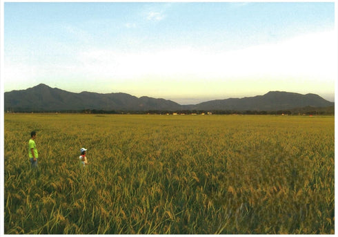 Visit the Store 2kg, 2025 Premium Japanese Rice Shinnosuke from Niigata Harvest