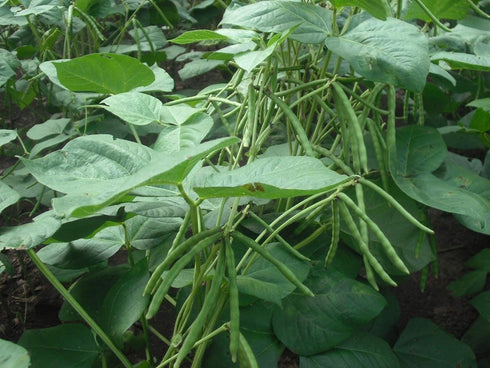 2 Food to Live Organic Mung Beans, Pounds Non-GMO, Whole Dried Beans, Green Gram, Sproutable, Kosher, Sirtfood. Good