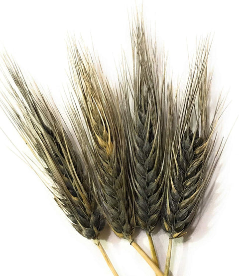 2lbs (Pack 3) Organic Black Nile Barley Flour