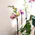 5" 22"+ Large Novelty Live Orchids Blooming in Blue & White Orchid Pot, Pet Friendly Live Plant Gifts for Plant Lovers