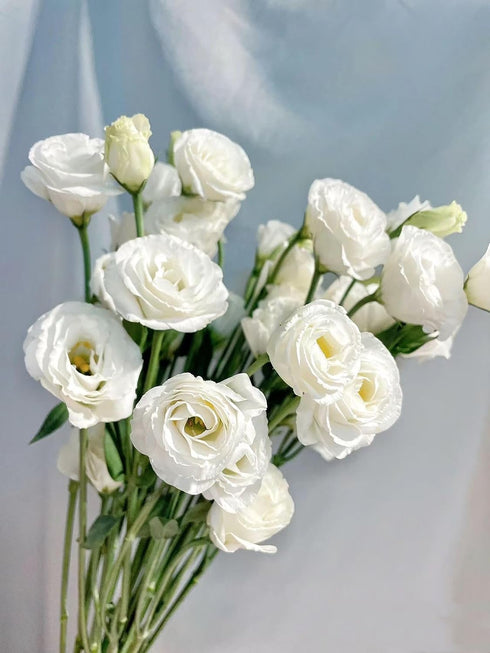 10 Stems Grade A White Lisianthus Fresh Cut Flowers Bouquet for Home Decor, Birthdays Anniversaries Healing Sympathy