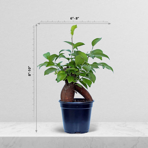 4" Live Ginseng Ficus, Ficus Retusa, Banyan Fig, Bonsai Houseplant, Unusual Plant, Birthday Gift for Plant Lover
