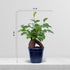 4" Live Ginseng Ficus, Ficus Retusa, Banyan Fig, Bonsai Houseplant, Unusual Plant, Birthday Gift for Plant Lover