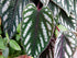 4 2 Inch Rex Begonia Vine - Live Starter Plants in Pots - Cissus Discolor - Extremely Rare and Beautiful Vining Indoor