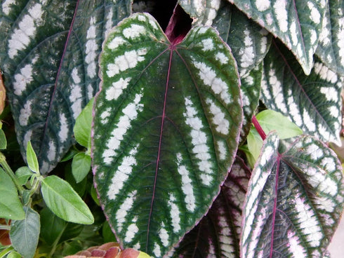 2 2 Inch Rex Begonia Vine - Live Starter Plants in Pots - Cissus Discolor - Extremely Rare and Beautiful Vining Indoor