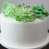 Set 3 9 Count Global Sugar Art Succulents Sugar Cake Flower, Sizes, by Chef Alan Tetreault
