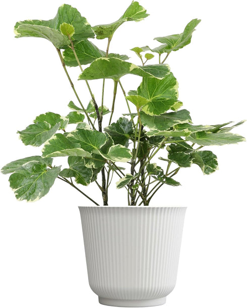 Aralia Balfouriana, Air Purifying & Easy, House Plant Decor in 6" White