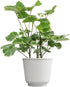 Aralia Balfouriana, Air Purifying & Easy, House Plant Decor in 6" White