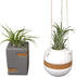 (2-pack), Live Air Plants with Decorative White & Taupe Air Plant Holder Duo Easy Plant Gift, Non-Toxic & Pet Friendly