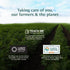 VAHDAM Exotic White Tea Leaves From The Blue Mountains (25 Cups/1.76oz) - 100% Pure White Tea Loose Leaf, Mellow &