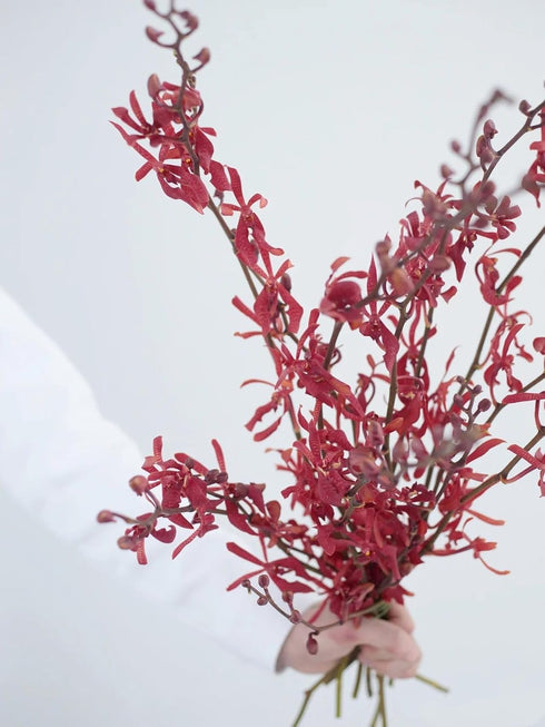 10 Stems of Fresh Red Ascocenda Orchids - Elegant Gift Flowers