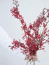 10 Stems of Fresh Red Ascocenda Orchids - Elegant Gift Flowers