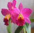 Discount Hawaiian Gifts Hawaiian Pink Cattleya Orchid Starter Plants 1 PK - 4 6 Inches