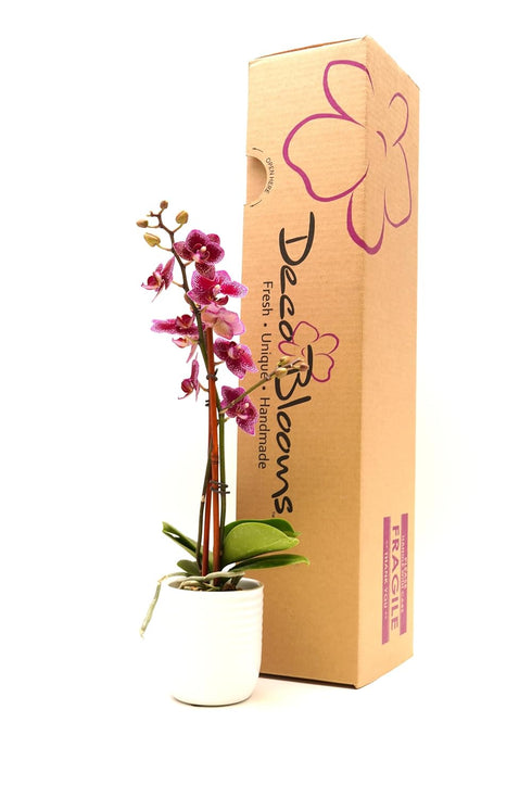 3 DecoBlooms Premium Purple Orchid Live Indoor Plant (Modern Pot Included) Grown in the USA - Fresh Flowering Home