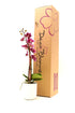 3 DecoBlooms Premium Purple Orchid Live Indoor Plant (Modern Pot Included) Grown in the USA - Fresh Flowering Home