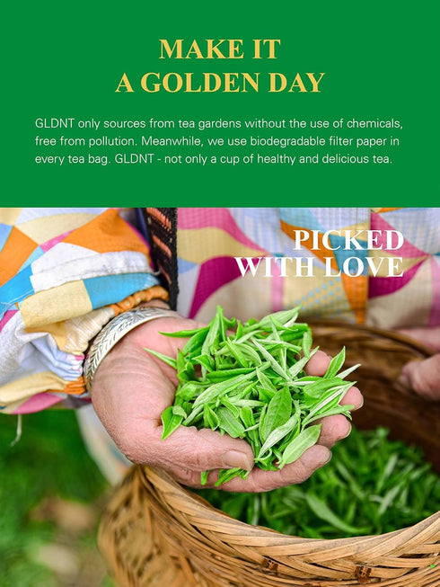 16 GLDNT Organic Decaf Green Tea, Organic Decaffeinated Green Tea Loose leaf, Delicate & Smooth Flavor, Hot & Iced Tea