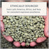 2.2lb Filicori Zecchini Italian Espresso Beans Medium Roast Arabica & Robusta Blend Italian Coffee Beans Low Acidity