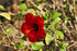 Health Embassy Hibiscus Flowers (Hibiscus L) - 100g