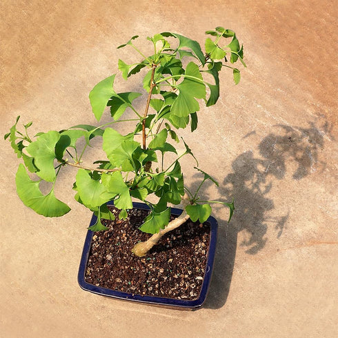 4 10 14 Inches Brussel's Bonsai Live Ginkgo Bonsai Tree - Years, to Tall - Outdoor Bonsai Tree Live in Decorative