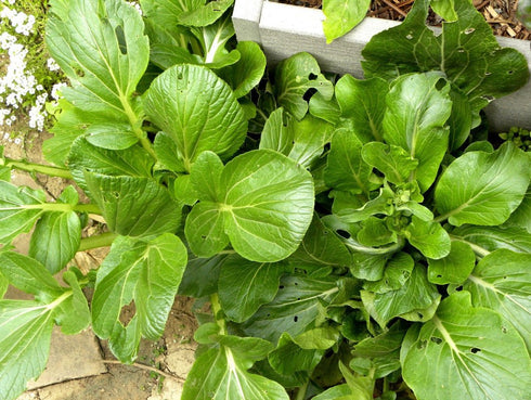 Komatsuna Oriental Mustard Spinach Taste(100 -stir-Fried, Pickled, Boiled-Great - Seeds)