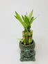 JM BAMBOO Elegant Turtle Vase with 10 stalks 4" Lucky Bamboo
