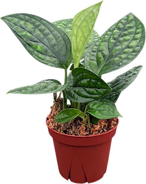 CoollectivePlants Monstera Peru | Live Indoor Houseplant in 4" Pot, Easy Care,