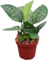 CoollectivePlants Monstera Peru | Live Indoor Houseplant in 4" Pot, Easy Care,