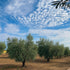 360ml SORA Premium Extra-Virgin Olive Oil (From the Kamel Family)