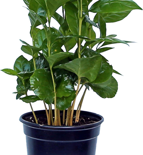 4" Live Coffee Plant, Coffea Arabica, Coffee Tree, Arabian Coffee, Fragrant Houseplant, Mother's Day Gift, Christmas