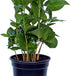 4" Live Coffee Plant, Coffea Arabica, Coffee Tree, Arabian Coffee, Fragrant Houseplant, Mother's Day Gift, Christmas