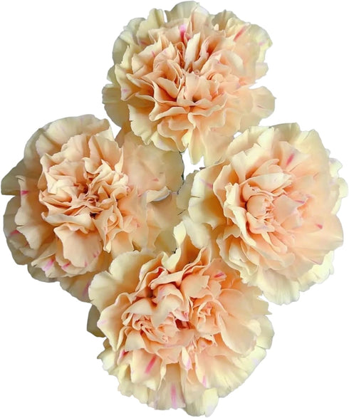 38 Next-day delivery Apple Tea Color Carnation Flowers DIY Hydroponic Flower Arrangement Mothers Day Gift Birthday