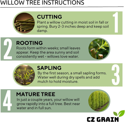 2 Miniature Weeping Willow Tree Cuttings to Grow - Stunning Weeping Branches are a Sight to See - Fast & Easy to Grow
