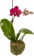 Better-GRO 19 Hanging Kokedama with Phalaenopsis Orchid Indoor/Outdoor Planter- Pink