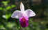 Discount Hawaiian Gifs 2 #zc50 Discount Hawaiian Bamboo Orchid Roots - by Hawaiian Gifts