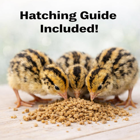 24ct Daily Bread Homestead Jumbo Coturnix Quail Fertile Hatching Eggs - Jumbo + Extras