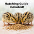24ct Daily Bread Homestead Jumbo Coturnix Quail Fertile Hatching Eggs - Jumbo + Extras
