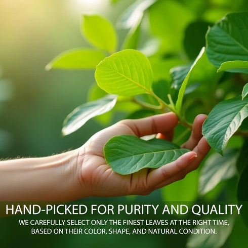 GreenaryLK 1 oz Dried Turkey Berry Leaves Natural, Sun-Dried, Whole Leaves Culinary & Herbal Tea Ingredient