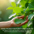 GreenaryLK 1 oz Dried Turkey Berry Leaves Natural, Sun-Dried, Whole Leaves Culinary & Herbal Tea Ingredient