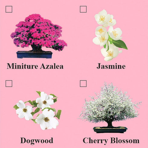 Eve's Garden, Inc Eve's Jasmine Bonsai Seed Kit, Flowering, Complete Kit to Grow Jasmine Bonsai from Seed * Cannot Ship