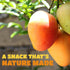 Paradise Valley 16 oz (16 Pack) Dried Mango Slices - Delicious Texture Soft & Juicy Low Sugar Added Dried Mango
