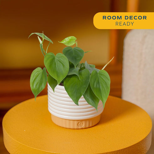 Costa Farms Philodendron Live Plant, Grower's Choice Indoor House Plant, Easy to Grow Vining Houseplant in Decorative