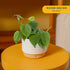 Costa Farms Philodendron Live Plant, Grower's Choice Indoor House Plant, Easy to Grow Vining Houseplant in Decorative
