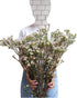 15 Fresh White Wax Flower Hydroponic Fresh Cut Flower Arrangement Gifts for Home Decor Birthdays Anniversaries Healing