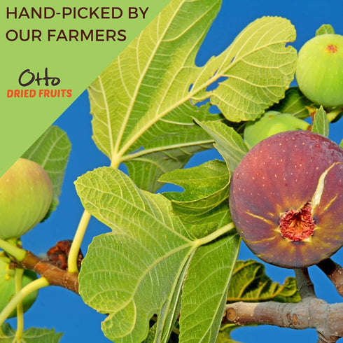 (Pack 1, Otto Dried Fruits - Non-GMO Snack, Naturally Vegan Snack with No Added Sugar, Flavors or Preservatives